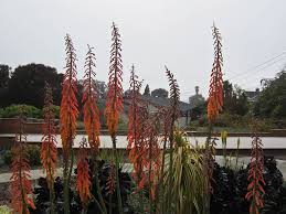 Image result for Kniphofia thomsonii