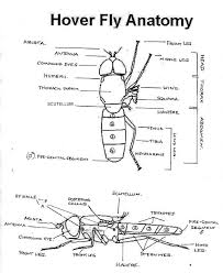 Mic Uk Hoverflies All About Hoverflies