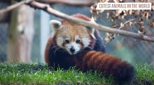Not just their look their behaviors also have a magical power to make you feel good. Top 10 Cutest Animals In The World Best Toppers