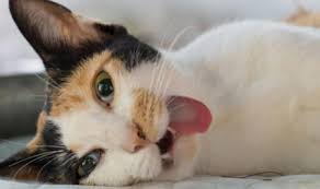 Flu kucing, juga dikenal sebagai penyakit pernapasan kucing, sedikit mirip dengan flu manusia dalam hal gejalanya. 8 Cara Mengobati Sakit Mata Pada Kucing Yang Ampuh Pintarpet