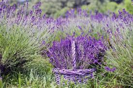 Dalam bunga lavender mengandung senyawa linalyl asetat dan linalool yang dibenci nyamuk. Langkah Mudah Menanam Bunga Lavender Bunga Cantik Yang Menyehatkan Artikel Pertanian Terbaru Berita Pertanian Terbaru