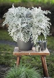 Image result for Cineraria deltoidea