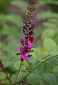 Image result for Indigofera emarginella