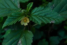 Image result for Malvastrum coromandelianum