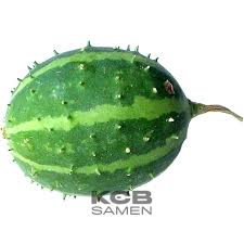 Image result for Cucumis