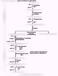 Aerobic Respiration Flow Chart Quiz Diagram Quizlet