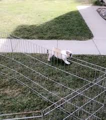 Find french bulldog in dogs & puppies for rehoming | find dogs and puppies locally for sale or adoption in toronto (gta) : French Bulldog X English Bulldog For Sale In Cleveland Ohio Classified Americanlisted Com