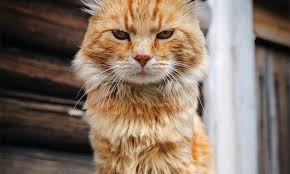 Why Older Cats Lose Weight Veterinary Medicine At Illinois
