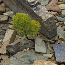 Image result for Eriospermum