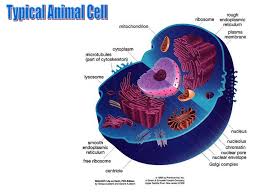 We did not find results for: Introducing The Cell Video Length 19 Ppt Download