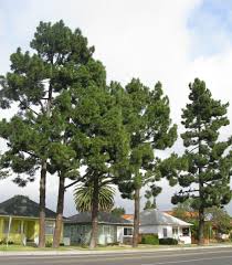 Pinus Canariensis Boething Treeland Farms