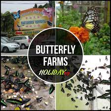 Cameron highlands part 2 strawberry butterfly farm tour lovely. Butterfly Farms Cameron Highlands Online