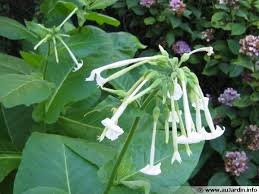 Des Plantes Anti Moustiques