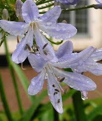 Image result for Amaryllidaceae