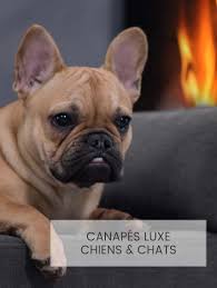 Du luxe, de la modernité en tout genre !! Canapes Pour Chiens Design Grand Confort