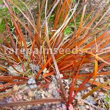 Looking for our range of miniature painting tools? Uncinia Rubra Red Bastard Grass Buy Seeds At Rarepalmseeds Com