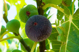 Although figs are widely grown, they are susceptible to problems, including splitting before ripening. How To Ripen Figs Top Tips Facts