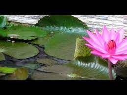 Jun 22, 2013 · oh teratai bunga indah engkaulah pujaan hatiku telah lama ku rindulkan wahai teratai bunga indah sungguh cantik paras wajahmu sinar matamu bagaikan suria pagi setiap insan selalu terpikat memandangmu teratai bunga indah ( korus ) ku tak menyangka wahai teratai ku sayang bagai taufan datang menghembus dirimu engkau pun terkulai 30 Download Gambar Bunga Terate Gambar Bunga Indah