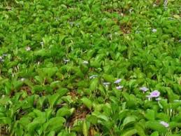 Image result for Ipomoea richardsiae