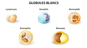 Infection, inflammation, allergie, prise de certains médicaments les plaquettes jouent un rôle essentiel dans la coagulation du sang. Augmentation Des Leucocytes Quelles Sont Les Causes Youtube