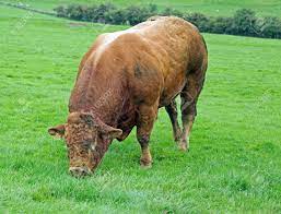 A Large Beefy Bull Grazing In A Field Stock Photo, Picture and Royalty Free  Image. Image 86860013.