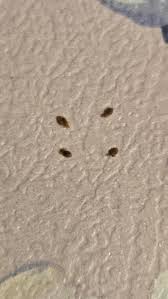 Image result for what do lice look like in dog fur