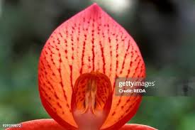 Image result for Disa robusta