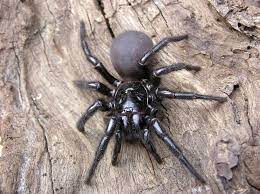 They belong to the family of funnel web weavers. Funnel Web Spiders Families Bites Other Facts Live Science