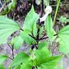 Imagen de la noticia para ASCLEPIADACEAE de The Telegraph India