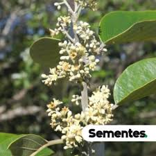 Image result for Metteniusaceae