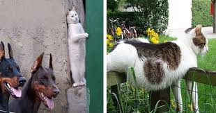 Bilder frohe lustige ostern frohe ostern lustige bilder herunterladen frohe ostern lustige bilder schreib weiter bilder frohe ostern lustige bilder 31 Fotos Die Beweisen Dass Katzen Lustige Kreaturen Sind Small Joys