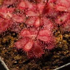 Image result for Drosera burkeana