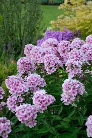 A rare flower that doesn't grow anywhere else in the world, the neelakurinji has several cultural associations in india. Perennials That Need Infrequent Dividing Hgtv