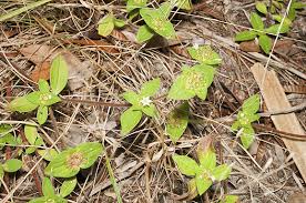 Image result for Richardia scabra