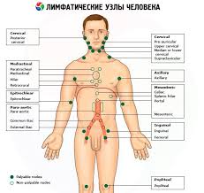 Submental lymph node is one of the lymph nodes in the body located in the neck just below the chin. Inspection Palpation Diagnosis Of Groups Of Lymph Nodes Competently About Health On Ilive