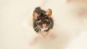 Stilvolles wohnen an der kuhlenstrasse 30b in mülheim. Ratten Kommen Ubers Klo In Die Wohnung Leben Wissen Bild De
