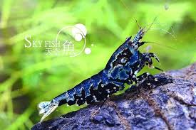 Is Anyone Up For Some Metallic Blue Boa From Sky Fish