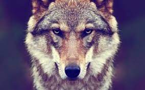 Original size (fits to display size 13 to 27 inch) ultra hd (4k) : 140 4k Ultra Hd Wolf Wallpapers Background Images