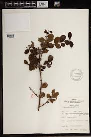 Image result for Scutia myrtina