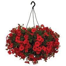 Petunia Surfinia Classic Trailing Red 2 Hanging Baskets Hanging Flower Baskets Hanging Baskets For Sale Petunias