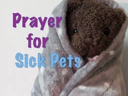 Father of goodness and love, hear our prayers for the sick members of our community and for all who are in need. Prayer For A Sick Pet Youtube