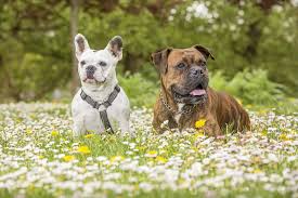 April Is Prevent Lyme Disease In Dogs Month Positively Woof