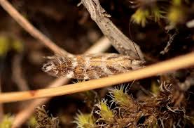 Image result for Ericinella