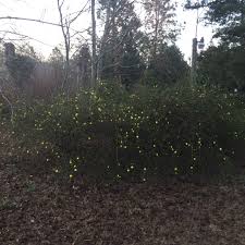 Weeping Forsythia Hedge Starting To Bloom Hedges Forsythia Garden