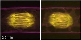 We did not find results for: Actin Filaments Control The Shape Of The Cell Eurekalert