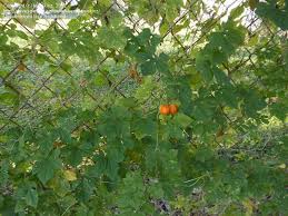 Image result for Momordica balsamina