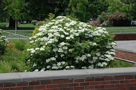 Flowers and fruit are showy but not produced yearly. Bailey Compact Highbush Cranberry Viburnum Trilobum Bailey Compact In Long Lake Wayzata Orono Minnetonka Eden Prairie Minnesota Mn At Otten Bros Garden Center