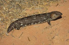 Caging, supplies & services for sale/wanted. The Iconic Australian Shingleback Skink In The Wild And In Captivity Reptiles Magazine