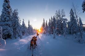 The adorable boston terrier is the first dog of finland, a flattering title not many dogs can boast with. Dog Sledding In Lapland Finding The Universe
