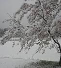 桜雪